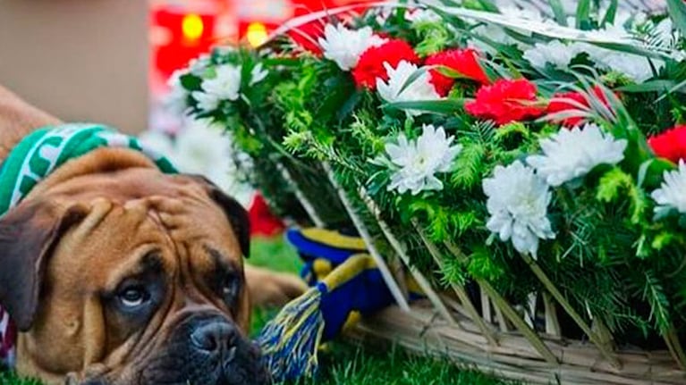 La cara de tristeza del perro recorrió el mundo.
