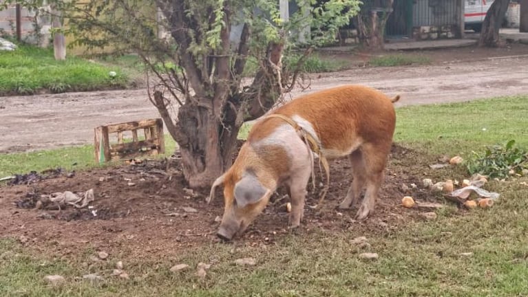 La chancha que tiene a maltraer a un colegio de Granja de Funes II.