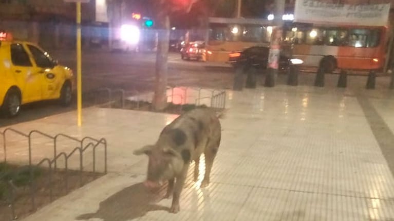 La chancha recorrió las principales calles del barrio.