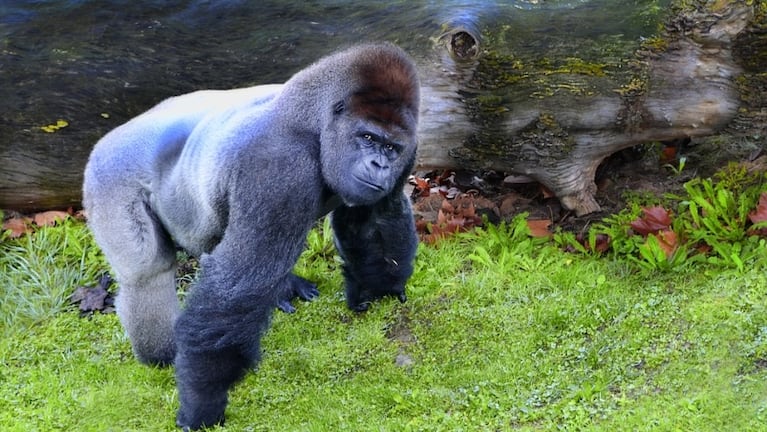 La ciencia descubrió por qué los gorilas se golpean el pecho. Foto: Pixabay.