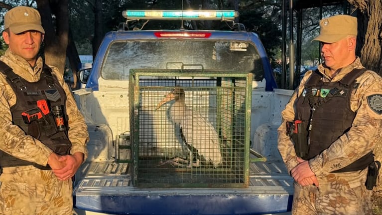 La cigüeña fue rescatada en La Calera.