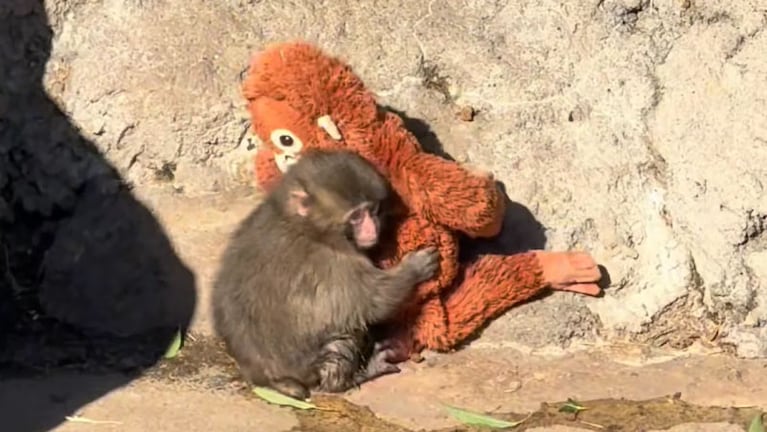 La conmovedora historia de Punch, el monito de un zoológico japonés.