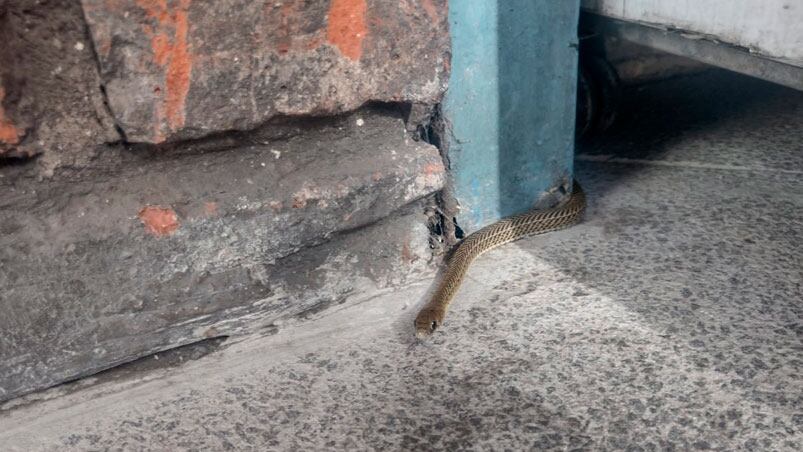 La culebra que sorprendió a cordobeses en pleno centro.