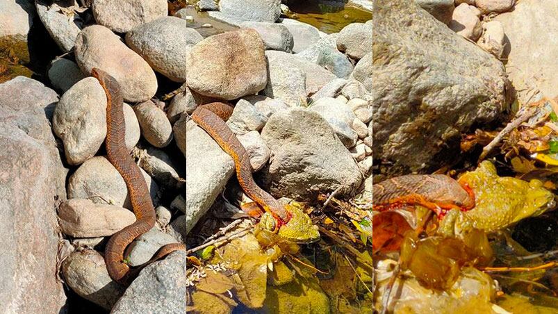 La culebra sapera comiendo a su presa: un sapo en el río.