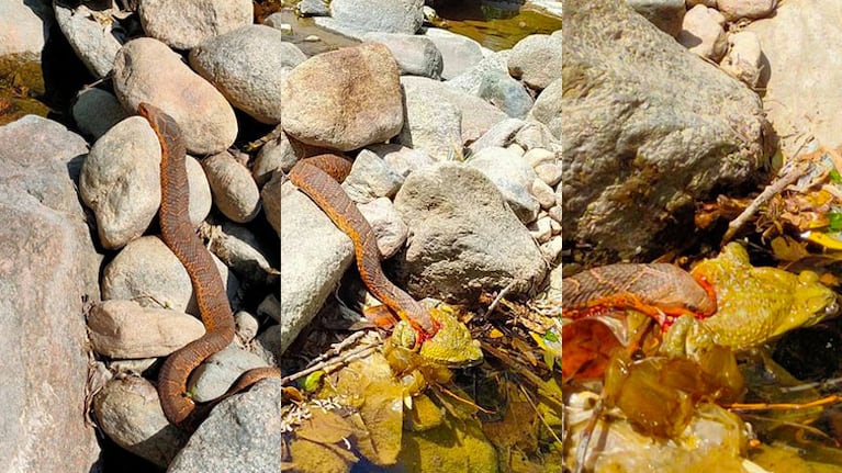 La culebra sapera comiendo a su presa: un sapo en el río.