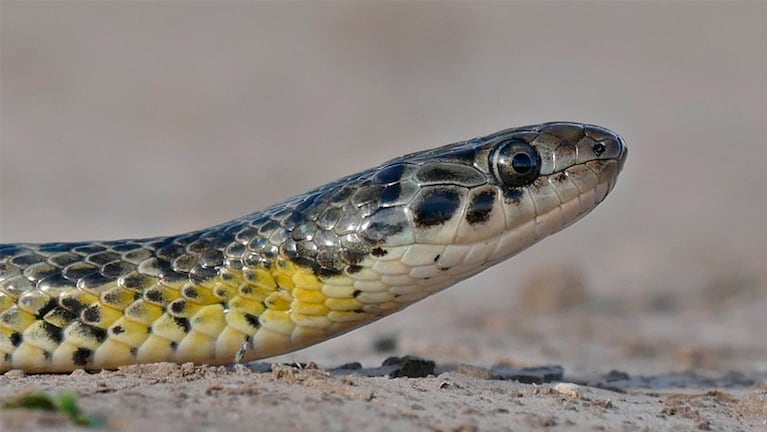 La culebra sorprendió en la habitación de una casa.