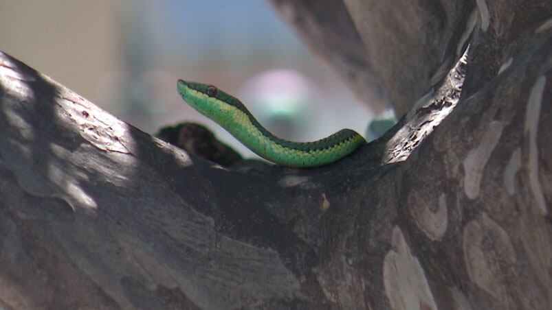 La culebra verde arbórea que apareció en la ciudad.