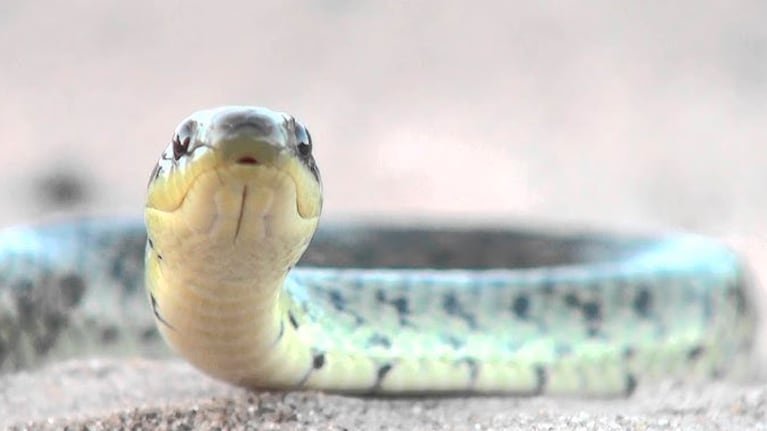 La culebra verdinegra como la encontrada en el dormitorio de una casa en Córdoba.