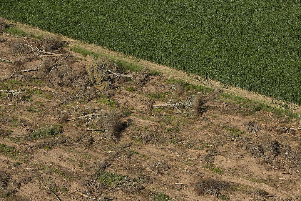 La deforestación sigue siendo una deuda en Chaco. Foto: Greenpeace