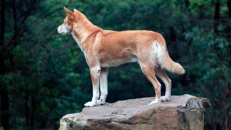 La directora de la fundación explicó que este tipo de dingos, de la llamada raza alpina, está "muy cerca de la extinción".