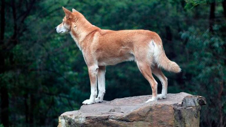 La directora de la fundación explicó que este tipo de dingos, de la llamada raza alpina, está "muy cerca de la extinción".