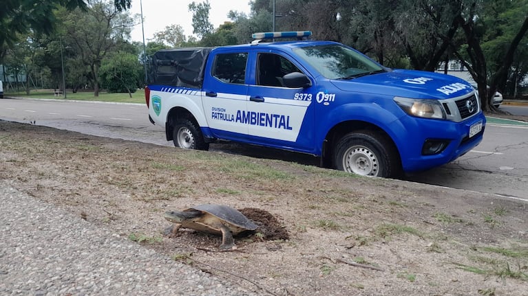 La división de Patrulla Ambiental actuó en el lugar del hallazgo de la tortuga acuática.