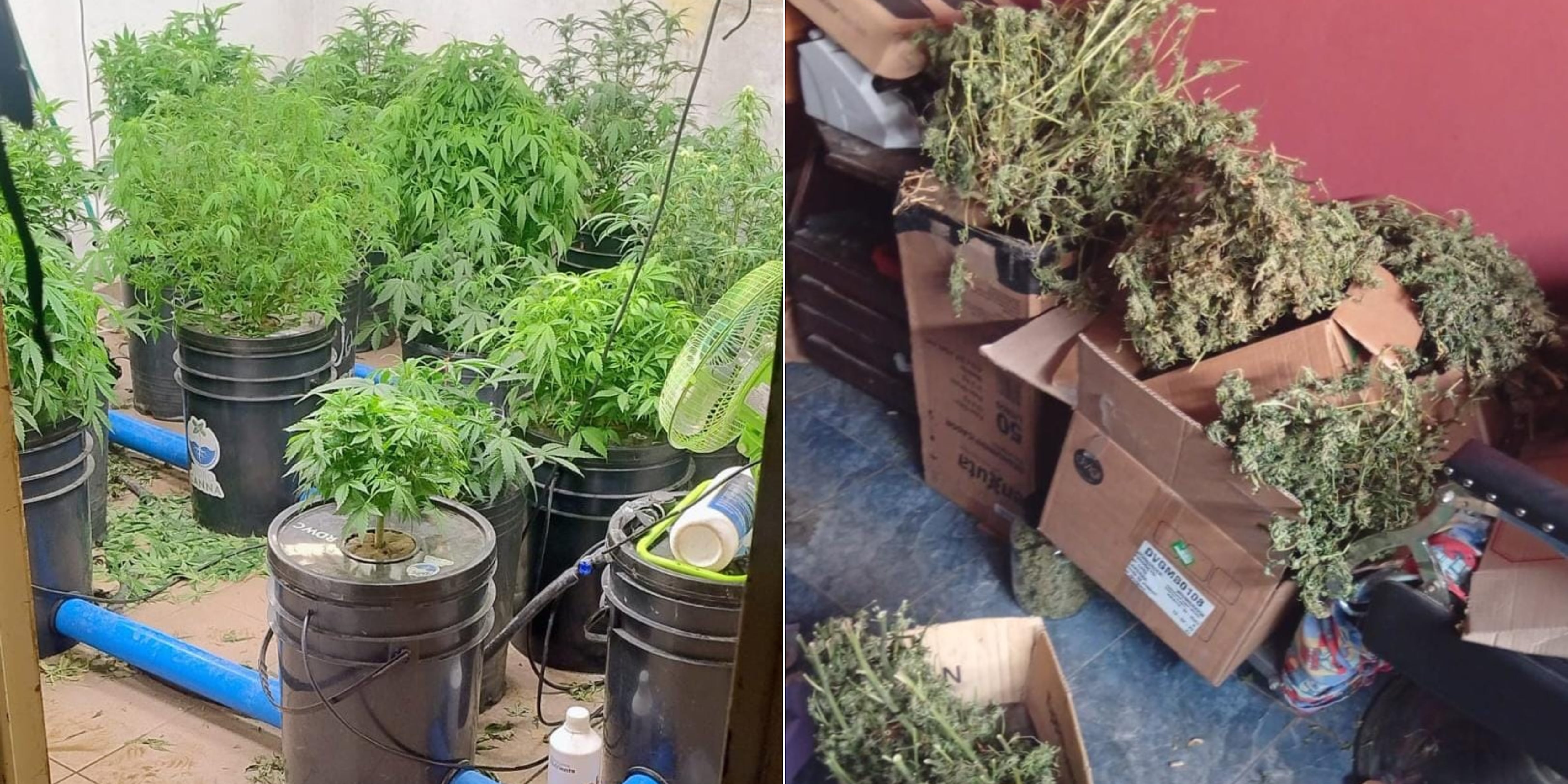 La droga encontrada en la casa del joven en Córdoba.