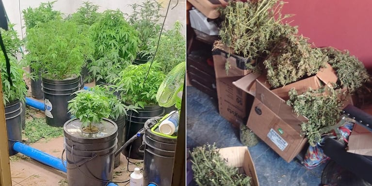La droga encontrada en la casa del joven en Córdoba.