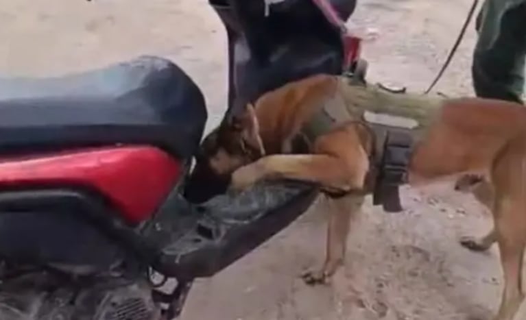 La droga estaba oculta en el chasis de la moto.