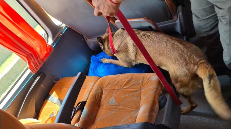 La droga fue hallada en peluches que trasladaba una mujer en un colectivo.