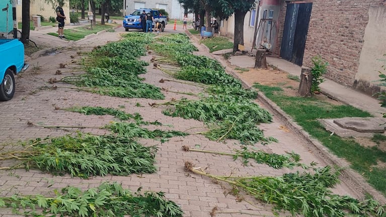 La droga incautada en Monte Buey.