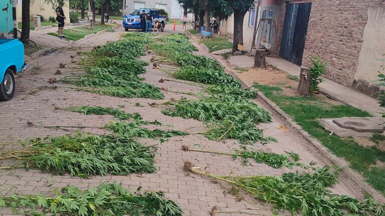 La droga incautada en Monte Buey.