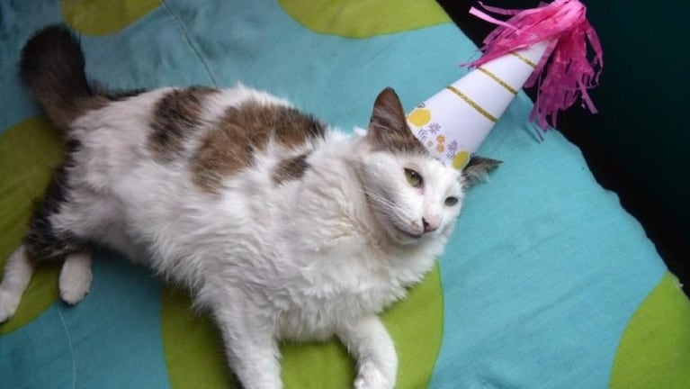 La dueña del animal estuvo gravemente enferma luego del cumpleaños. 