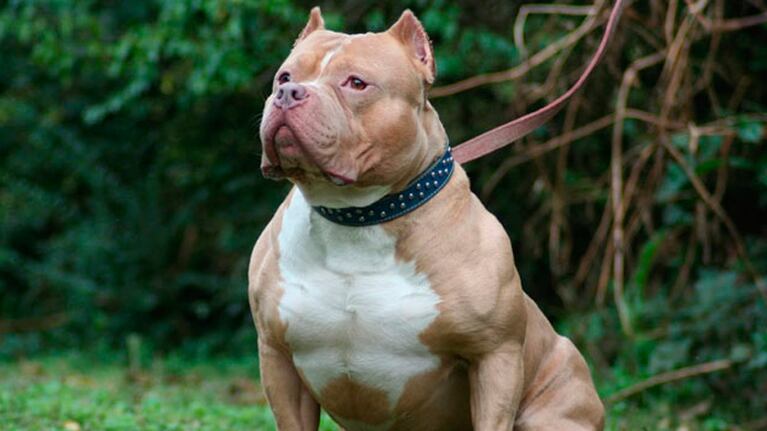 La dueña del pitbull lo encontró muerto en su patio.