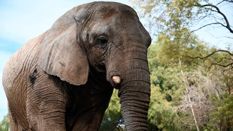 La elefanta Kenya llegó a Mendoza con tan sólo cuatro años.
