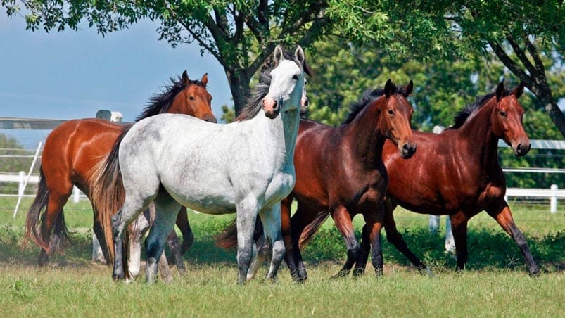 La enfermedad provoca trastornos neurológicos en los caballos.