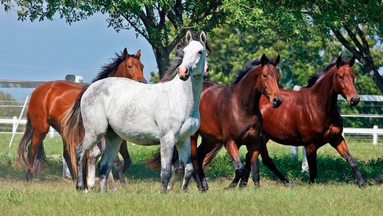 La enfermedad provoca trastornos neurológicos en los caballos.