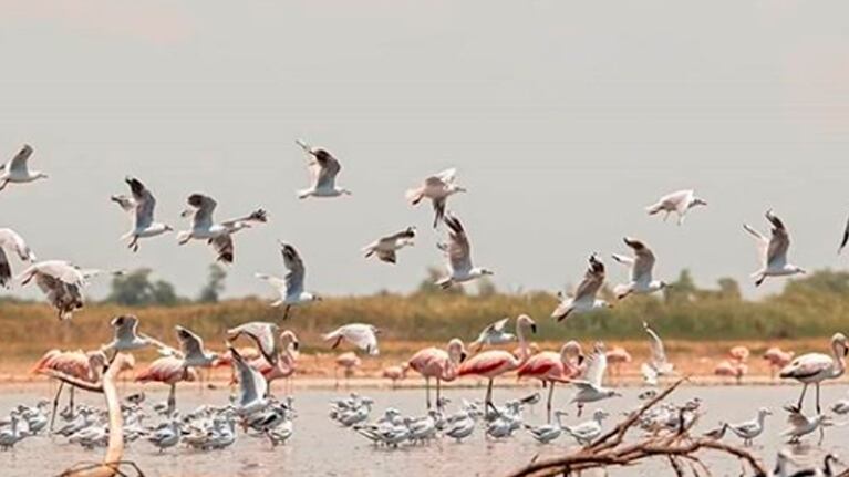 La enorme biodiversidad de la laguna Mar Chiqjutia encanta a los turistas en Miramar de Ansenuza.