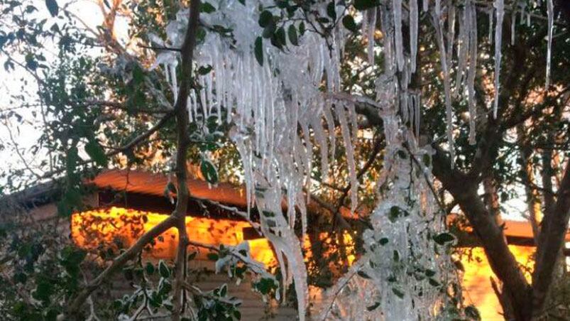 La escarcha cubrió un árbol en Morrison.