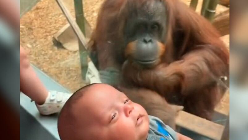 La escena quedó filmada en un zoológico de Estados Unidos.