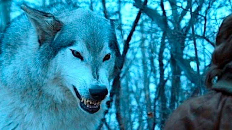 La especie de lobo gigante a la que apuntan a recuperar los científicos.