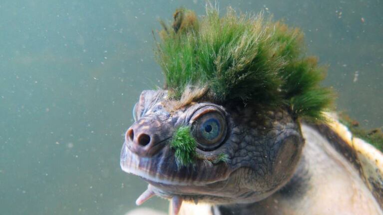La especie Elusor vive en un río australiano y quedan pocos ejemplares.