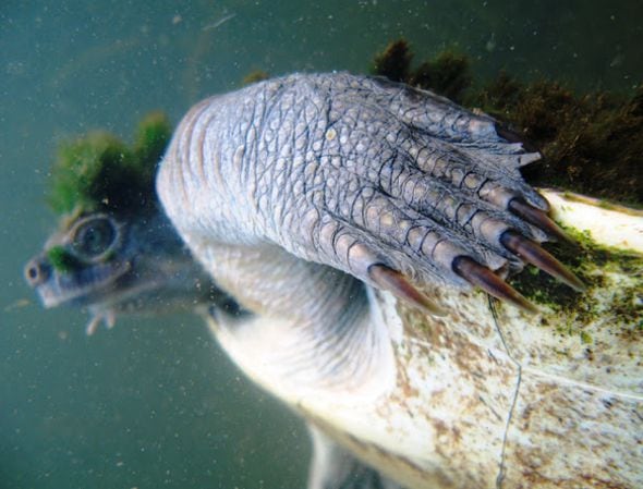 La especie Elusor vive en un río australiano y quedan pocos ejemplares.