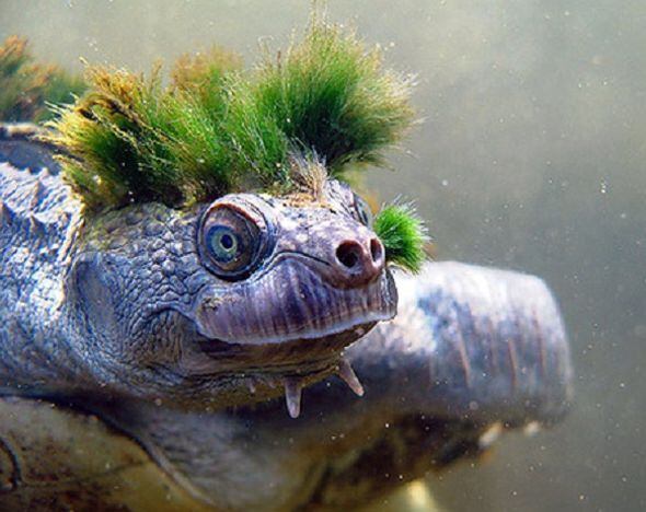 La especie Elusor vive en un río australiano y quedan pocos ejemplares.