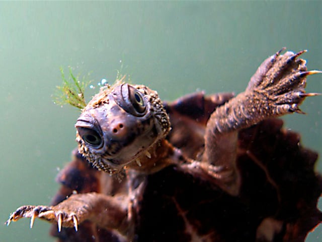 La especie Elusor vive en un río australiano y quedan pocos ejemplares.