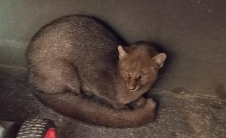 La especie se encuentra en estado "vulnerable" en el territorio argentino.