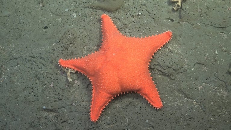 La “estrella culona”, el animal más viral de la expedición.