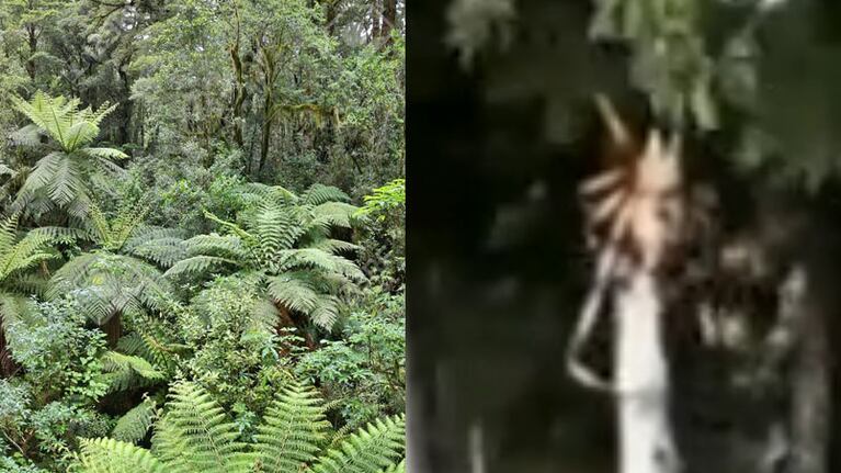 La extraña criatura causó pavor entre los turistas.