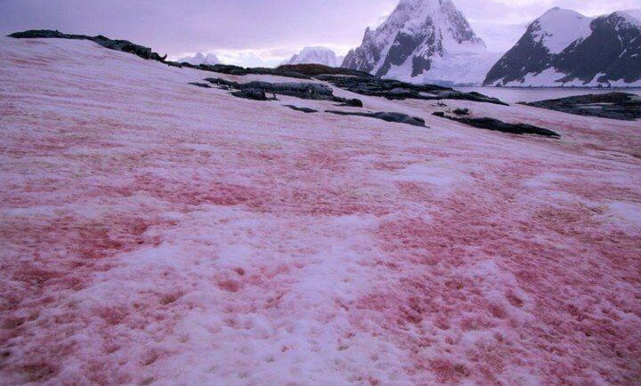 La extraña nieve con su particular color rosado.