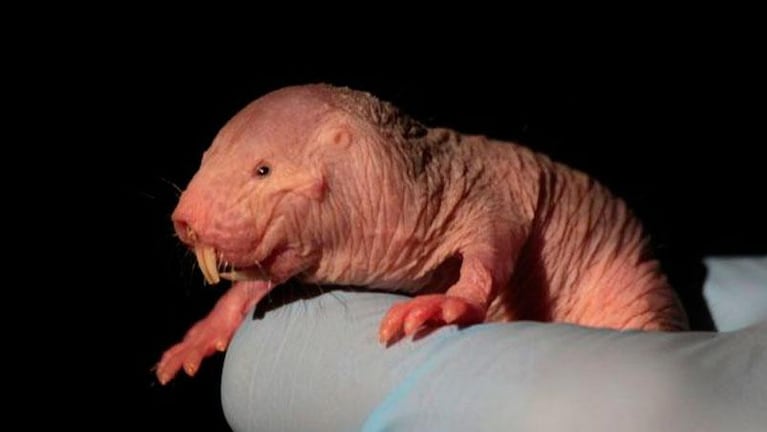 La extraña rata que es capaz de sobrevivir sin oxígeno 18 minutos