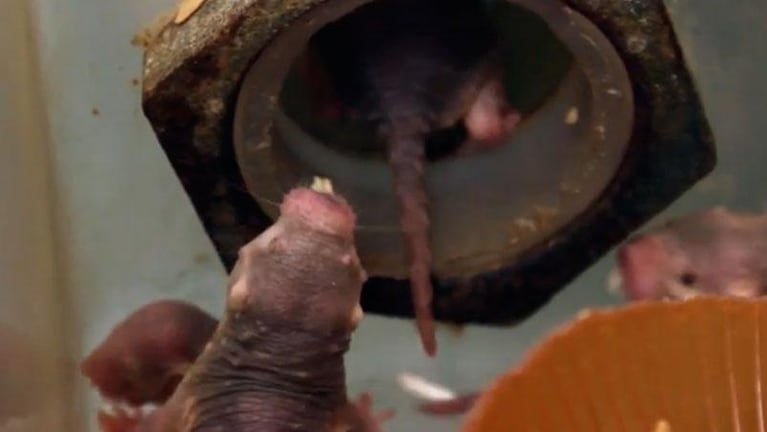 La extraña rata que es capaz de sobrevivir sin oxígeno 18 minutos