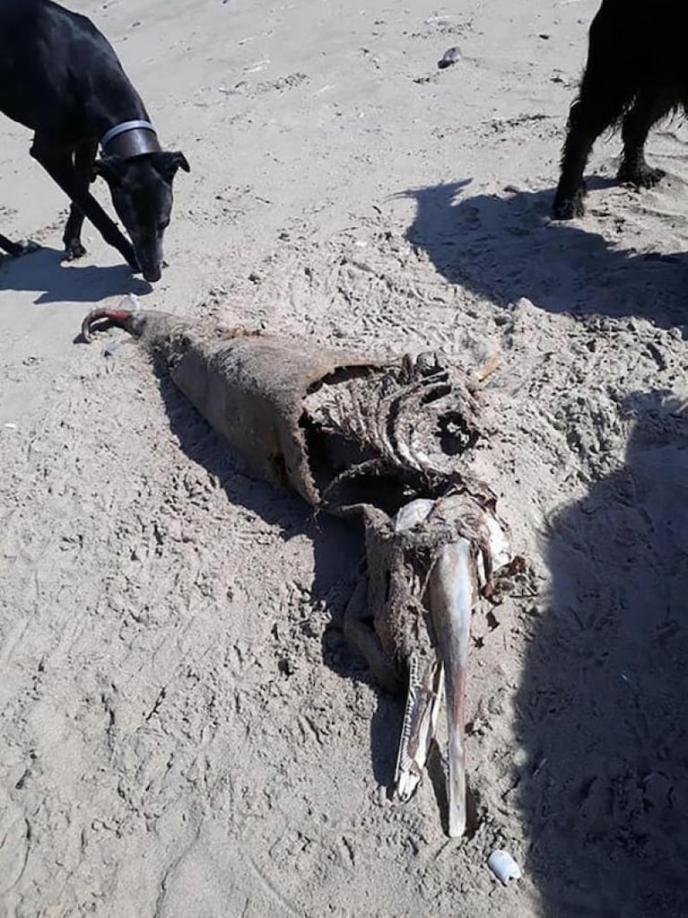 La extraña y misteriosa criatura que apareció en una playa 