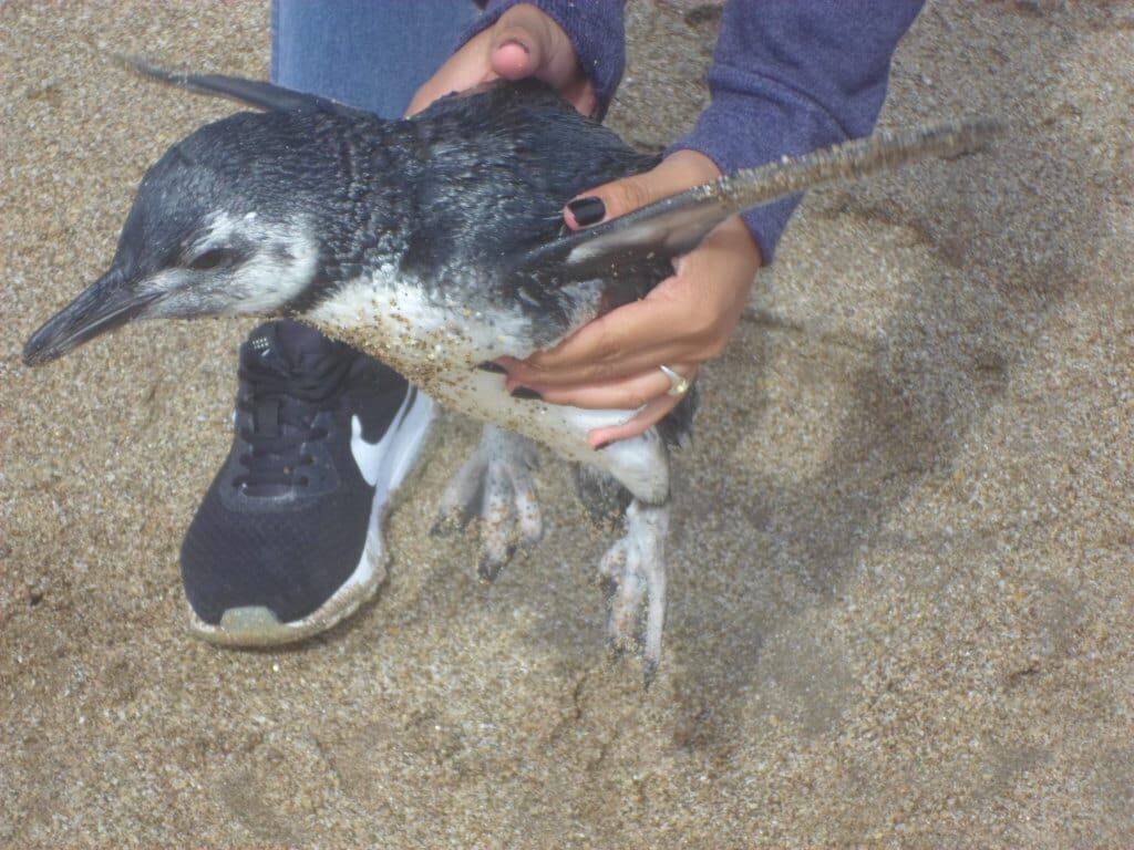 La familia asegura que rescató y cuidó al animal.