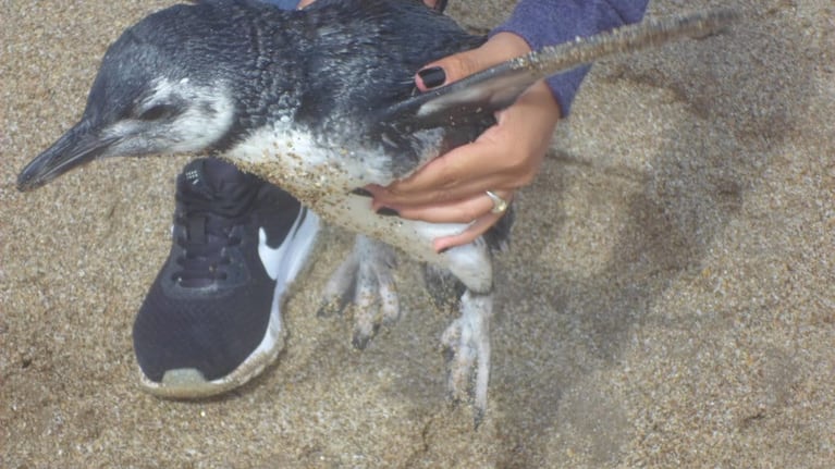 La familia asegura que rescató y cuidó al animal.
