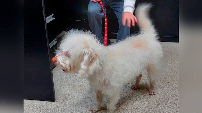 La familia cordobesa planea viajar a buscar a su mascota.