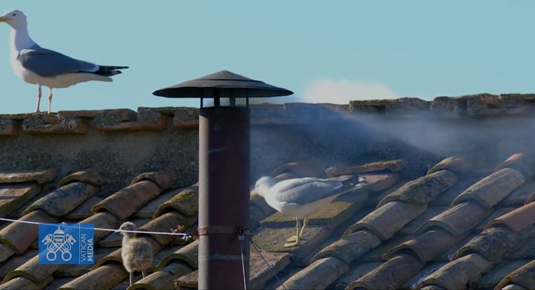 La familia de gaviotas en el momento de la fumata blanca.