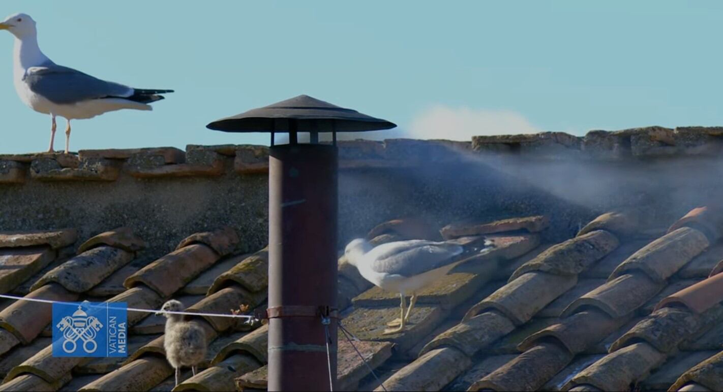 La familia de gaviotas en el momento de la fumata blanca en el techo de la Capilla Sixtina.
