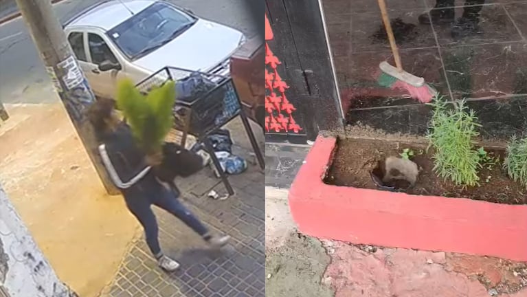 La filmaron robando una planta en un comercio de barrio Pueyrredón.