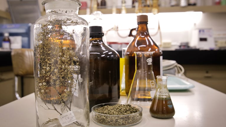 La fórmula a base de la jarilla es de los técnicos del Conicet y un laboratorio nacional.