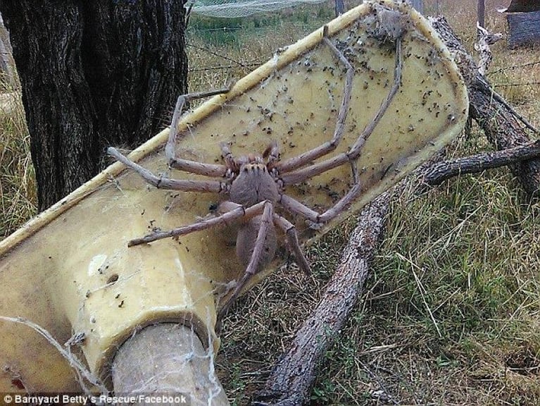 La foto de la araña gigante de Australia